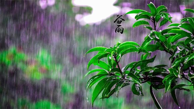 ​谷雨节气和雨水节气（ 是一样的吗）