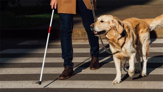 导盲犬能不能进入公共场所