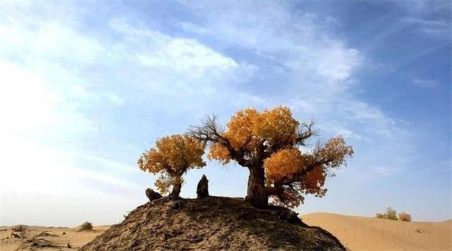 ​在沙漠种树有没有难度