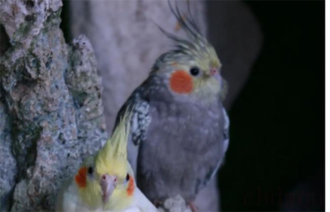 动物园的鹦鹉一般都是什么品种