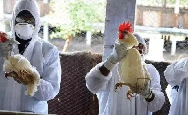 阿根廷已扑杀70余万只禽类（禽流感的危害有哪些？）