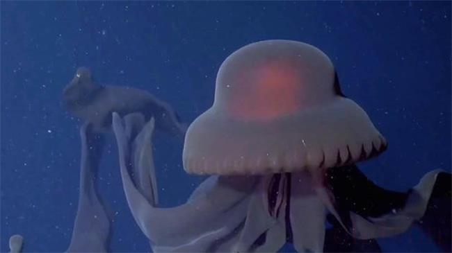 出现在南极洲深海的巨型水母是什么
