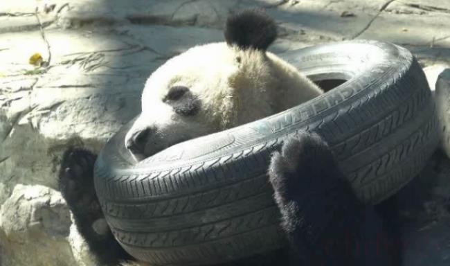 大熊猫泡澡晒太阳：简直太像人了？