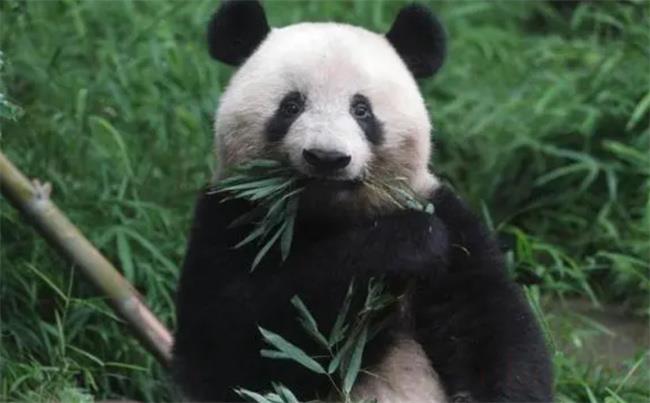 旅日大熊猫香香将于2月21日回国（我国国宝）