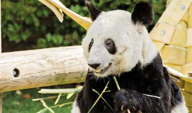 ​大熊猫在法律上都属于中国（丫丫何时能回国？）