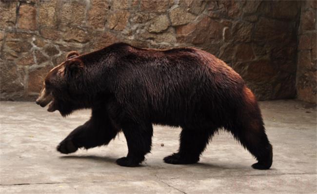 动物园的棕熊有哪些特点