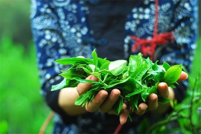 谷雨茶和清明茶（ 哪个茶的味道好）