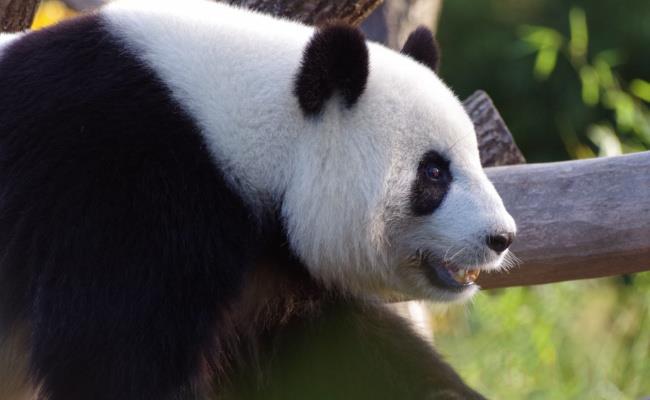 ​网友突击式检查世界各地大熊猫（为何如此重视？）