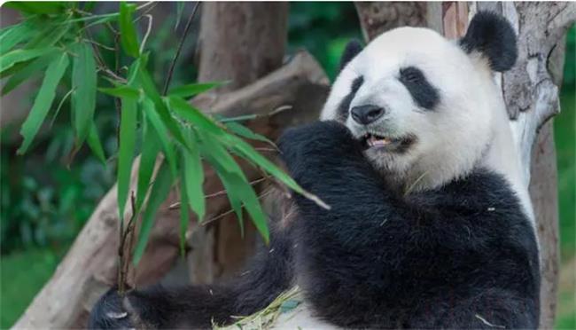 投喂熊猫是不是违法的