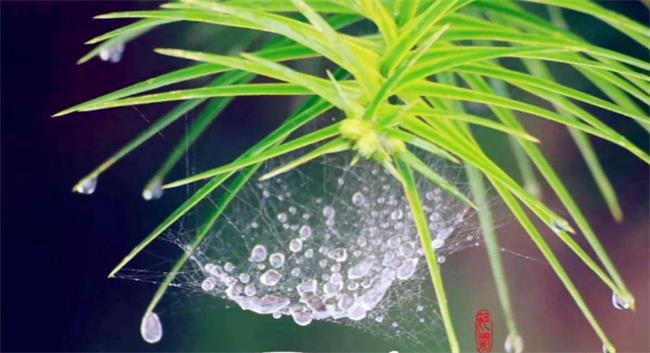 雨水节气在一年中属于第几个节气