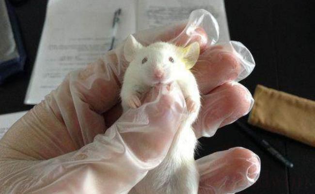​科学家首次让2只雄性老鼠生仔（男性是否可能生娃？）