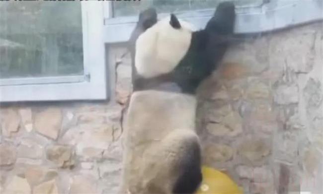 认养熊猫大概需要多少钱