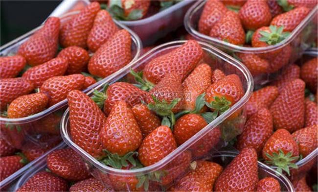 冬天大棚草莓打催熟剂吗（不打）