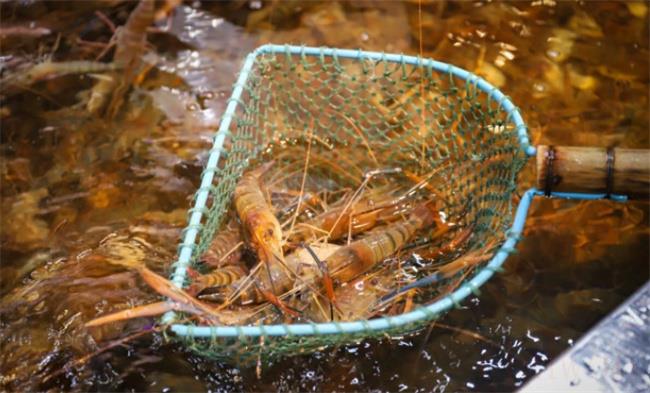 野生虾养殖虾有什么不同之处