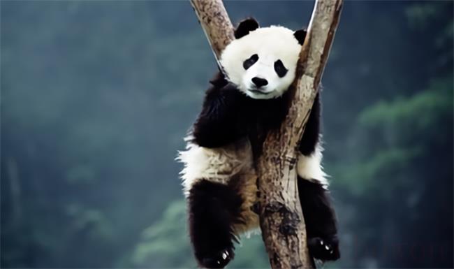 绵阳拍摄到野生大熊猫深夜“打卡”（表情呆萌可爱）