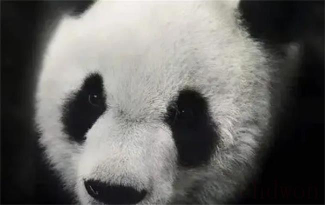 大熊猫“乐乐”真正死因是什么