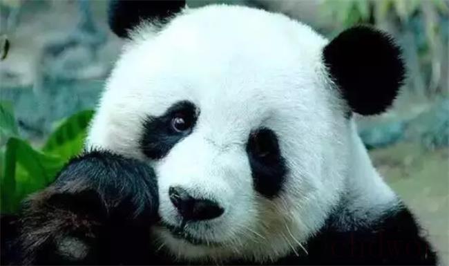 绵阳拍摄到野生大熊猫深夜“打卡”（表情呆萌可爱）