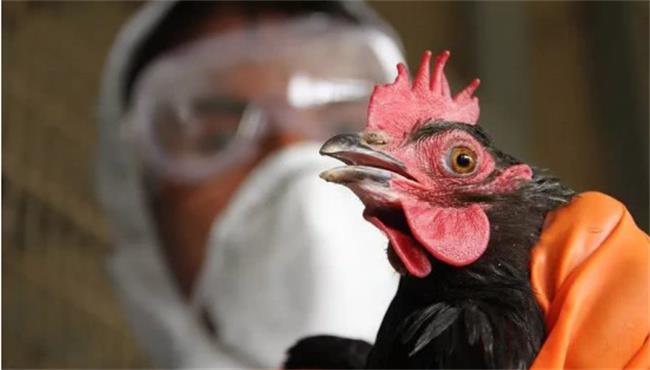 禽流感在人身上会有什么症状