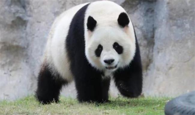 ​医院有位患者叫熊猫是真熊猫（患了什么病？）