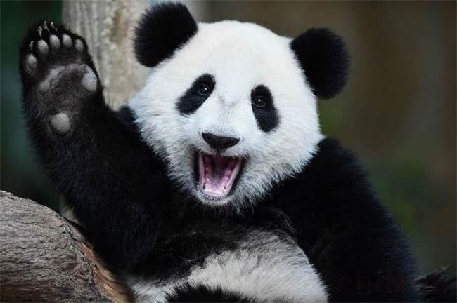 大熊猫数量少的原因是什么
