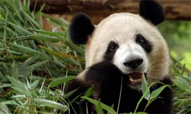 熊猫吃甘蔗还是吃竹子