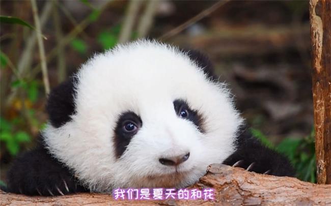 大熊猫花花为什么被叫果赖