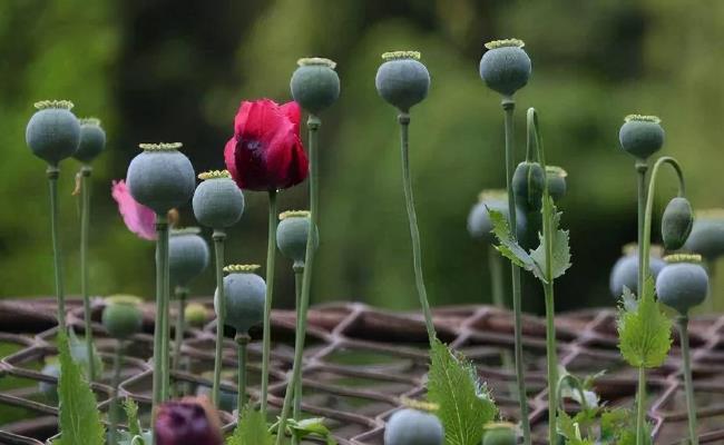 ​村民屋顶种植7株罂粟被无人机发现称是赏花（种植罂粟犯法吗？）