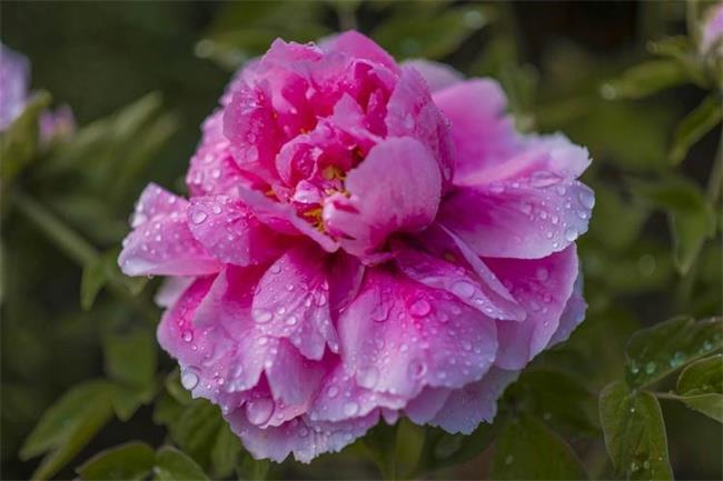 ​谷雨时节什么花开的最是茂盛（ 比较适合种什么花）