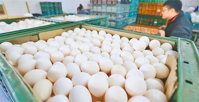 台湾的鸡蛋现在多少钱一斤