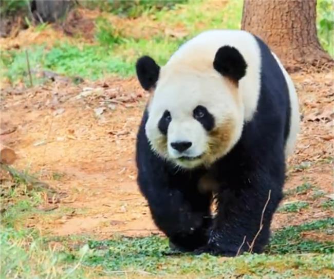 神似狂飙高启盛走姿的大熊猫叫什么