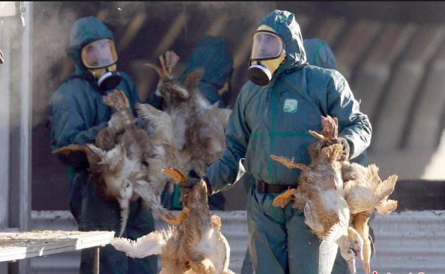 阿根廷已扑杀70余万只禽类（禽流感的危害有哪些？）