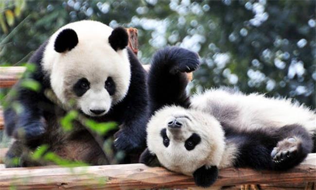 大熊猫数量少的原因是什么