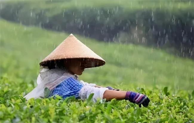 谷雨吃春（意思是什么）