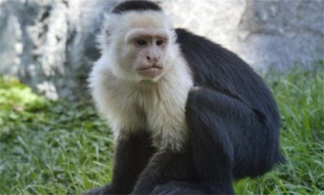 ​白面僧面猴是否属于保护动物