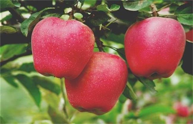 ​双皮苹果是特殊的品种吗