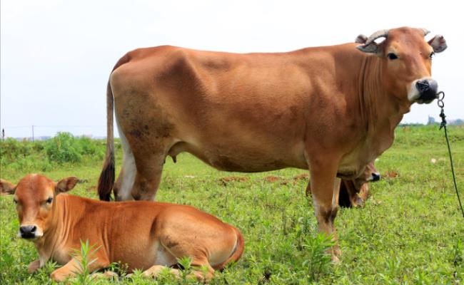 ​中方为什么同意巴西牛肉恢复输华？