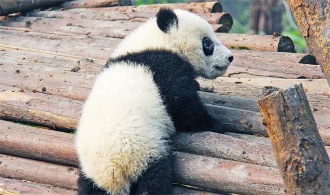 大熊猫丫丫和乐乐遗体将一起回国（乐乐是怎么去世的？）