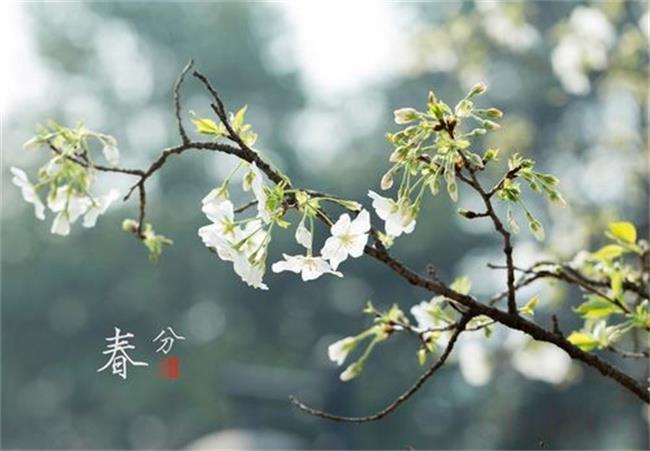 春分节气（ 天气不好有什么说法）