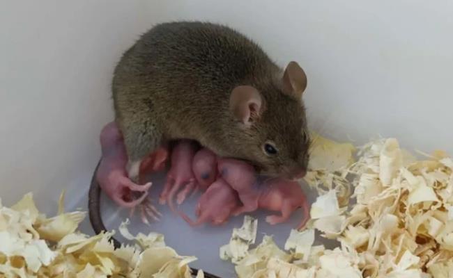​科学家首次让2只雄性老鼠生仔（男性是否可能生娃？）