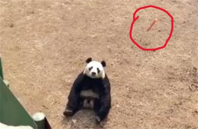 投喂熊猫是不是违法的