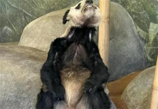 大熊猫“乐乐”真正死因是什么