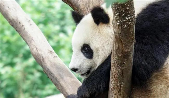 大熊猫为什么会送到美国