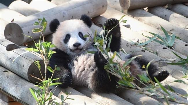 旅日大熊猫香香将于2月21日回国（我国国宝）