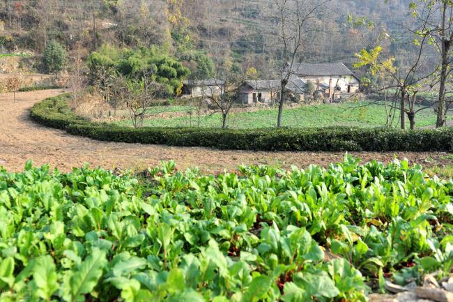 农村土地纠纷案例怎么解决（农村土地承包纠纷案例精选）