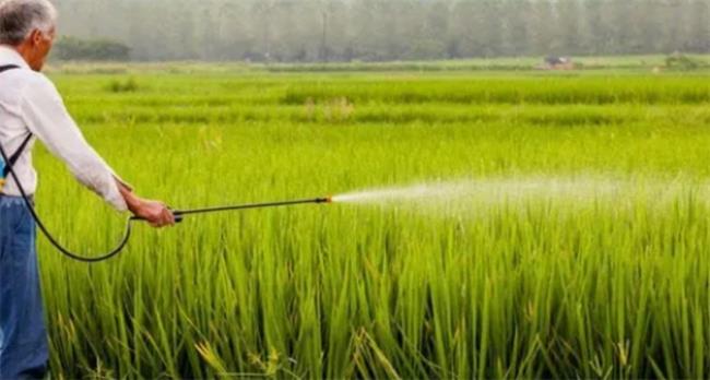 绿竹米是转基因大米吗
