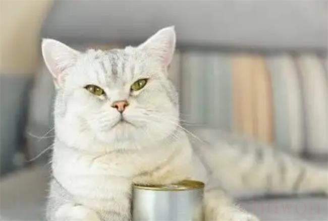 猫罐头能放微波炉里加热吗