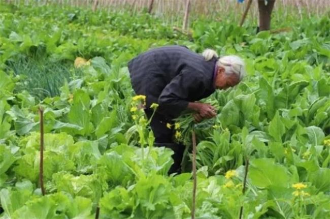 大妈组团偷菜被抓现行反殴打菜主