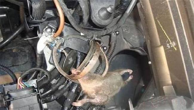 如何解决汽车空调里面的死老鼠臭味