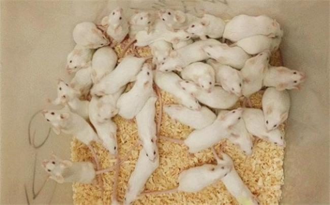 为什么科学家都用小白鼠做实验