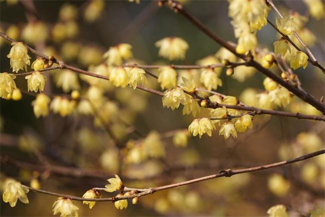 霜降花卉都要搬进屋里吗